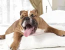 Обратное чихание у собак