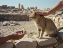 Одомашнивание кошек