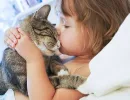 Почему нельзя целовать кошек?