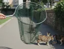 Как поймать кота