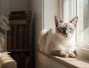Сиамская кошка