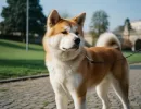 Американская акита: характеристика породы