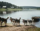 Ездовые собаки