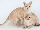Австралийская дымчатая