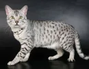 Египетская мау