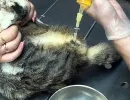 Катетеризация