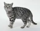 Классический