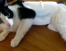 Перетягивание молочных желез
