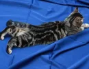 Половая охота