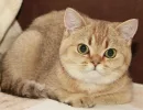 Тикированный