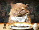 Как правильно кормить кошку сухим кормом