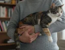 Как правильно держать кота на руках