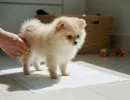 Как приучить шпица к пеленке