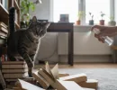 Как наказать кота