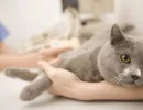 Фип у кошек: что это?