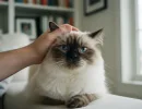 Гималайская кошка: описание породы