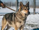 Гибрид собаки и волка: описание