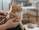 ГКМП у кошек: симптомы, лечение
