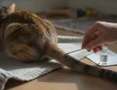 Демодекоз у кошек: симптомы и лечение