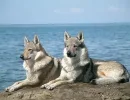 Чехословацкая волчья собака