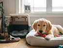 Как приучить щенка оставаться одному в квартире