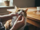 Как дать кошке таблетку от глистов?