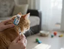 Циклоферон для кошек