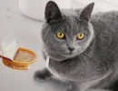 Каким кормом кормить британскую кошку