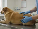 Бруцеллез у собак: симптомы и лечение