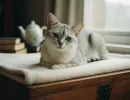 Бурмилла (кошка): описание породы