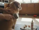 Как расчесать колтуны у собаки