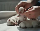 Как определить пол щенка?