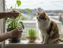 Как отучить кошку грызть цветы
