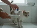 Как собрать мочу у кота на анализ?