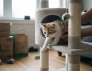 Как приучить кошку к домику