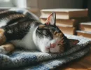 Кот храпит