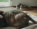 Лишай у кошек