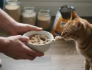 Какую крупу можно давать кошкам