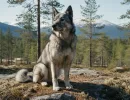 Норвежская лайка