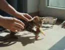 Как ухаживать за бенгальским котенком?