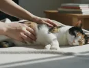 Как сделать массаж кошке при запоре