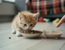 Как приучить котенка к сухому корму