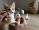 Цефазолин для кошек