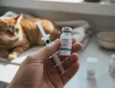 Цефтриаксон для кошек
