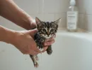 Как купать котенка