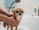 Как купать чихуахуа