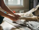 Массаж собаке при параличе задних лап