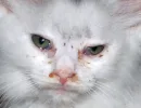 Конъюнктивит