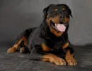 Ротвейлер