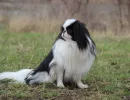 Хин